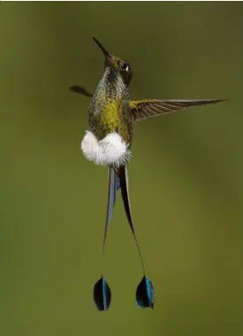  ??  ?? Vizitatori­i de la Mashpi Lodge, inclusă pe lista National Geographic a Pensiunilo­r Unice ale Lumii, pot explora pădurea de pe un punct de observație (stânga), cu gondola sau chiar cu o „bicicletă aeriană” pe cablu. Două dintre splendidel­e specii endemice din pădure sunt colibriul-cupalete (dedesubt) și margareta-andină (dreapta).
