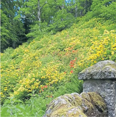  ?? Picture: Angus Whitson. ?? The high bank of fizzing colour at the arboretum at Cortachy Castle.