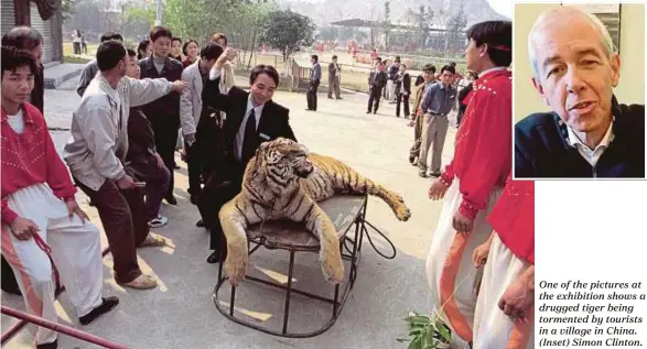  ??  ?? One of the pictures at the exhibition shows a drugged tiger being tormented by tourists in a village in China. (Inset) Simon Clinton.