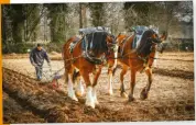  ??  ?? Albert came across this traditiona­l ploughing match on a country walk