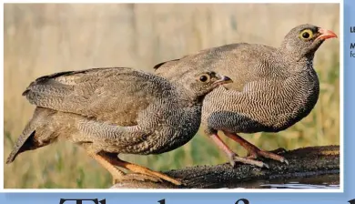  ??  ?? LEFT: Red-billed francolin.MAIN PICTURE: Prime habitat for red-billed francolin.