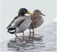  ?? FOTO: TOBIAS HASE ?? Nur in Ausnahmefä­llen brauchen Enten und Schwäne im Winter Hilfe.
