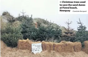  ?? Charlotte Becquart ?? > Christmas trees used to save the sand dunes at Fistral beach, Newquay