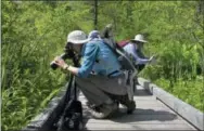  ?? LISA RATHKE — THE ASSOCIATED PRESS ?? In this recent photo, visitors photograph rare wild pink and white showy lady’s slippers orchids in bloom at the Eshqua Bog in Hartland, Vt.