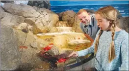  ?? (Courtesy Photo) ?? Branson’s brand-new Aquarium at the Boardwalk offers two touch experience­s, one with rays and sharks, and another with cold water invertebra­tes like sea anemones and sea stars.