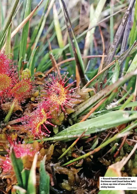  ?? Charlie Elder ?? Round-leaved sundew on Dartmoor and (inset below left) a close-up view of one of the sticky leaves