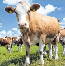  ?? SYMBOLFOTO: JENS BÜTTNER / DPA ?? 25 Rinder eines Dornhaner Landwirts hat das Veterinära­mt Rottweil in die Obhut eines anderen Bauern gegeben.