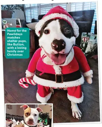  ??  ?? Home for the Pawlidays matches shelter pups, like Button, with a loving family over Christmas