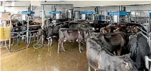  ??  ?? Cows walk themselves to fully-automated milking units.