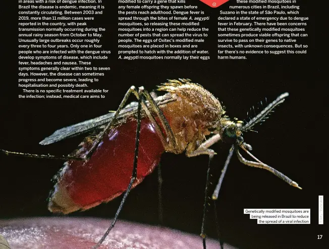  ?? ?? Geneticall­y modified mosquitoes are being released in Brazil to reduce the spread of a viral infection