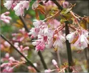  ??  ?? Staphylea holocarpa ‘Rosea’