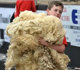  ??  ?? Mark Kelly from Corofin collects the wool at the Connacht Sheep Shearing Championsh­ips at Corofin, Co Galway.