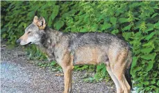  ?? FOTO: PR ?? Dieser Wolf wurde in Überlingen und Stockach gesehen. Mittlerwei­le ist er weitergezo­gen.