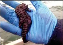  ??  ?? Record: The seahorse with its tail curled under