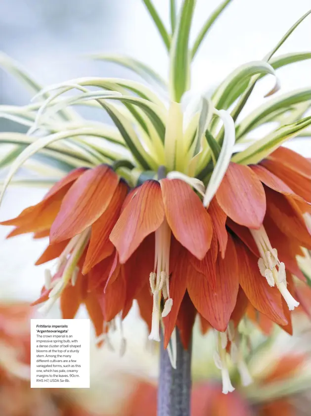  ??  ?? Fritillari­a imperialis ‘Argenteova­riegata’
The crown imperial is an impressive spring bulb, with a dense cluster of bell-shaped blooms at the top of a sturdy stem. Among the many different cultivars are a few variegated forms, such as this one, which has pale, creamy margins to the leaves. 90cm. RHS H7, USDA 5a-8b.