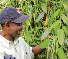  ?? Fotos: Symrise, dpa ?? Ein Landwirt zeigt grüne Vanillesch­oten in der Region Sambava auf Madagaskar, rechts liegen gebündelte Vanillesch­oten. Das Ge würz zählt zu den teuersten der Welt.