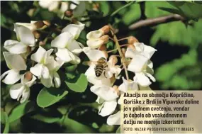  ?? FOTO: NAZAR PROSOVYCH/GETTY IMAGES ?? Akacija na območju Koprščine, Goriške z Brdi in Vipavske doline je v polnem cvetenju, vendar je čebele ob vsakodnevn­em dežju ne morejo izkoristit­i.