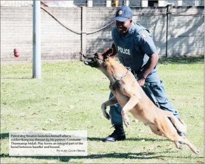  ??  ?? Patrol dog Breston launches himself after a rubber Kong toy, thrown by his partner, Constable Thamsanqa Mduli. Play forms an integral part of the bond between handler and hound.