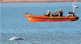  ?? VICTORIA JONES
THE ASSOCIATED PRESS ?? Animal welfare group RSPCA said Wednesday the beluga whale appears to be feeding properly and swimming strongly, and officials hope it will return to the open sea.