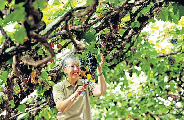  ??  ?? Raisin d’être Gillian Strudwick, the vine keeper at Hampton Court Palace, Surrey, harvests grapes to mark the 250th anniversar­y of the Great Vine, the largest in the world with branches 33m (108ft) long. Planted in 1768 on the orders of Lancelot “Capability” Brown, its fruit was used by the household of Queen Victoria.