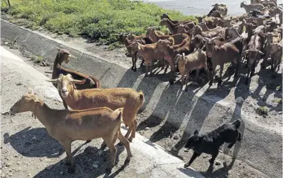  ?? Foto: M. Schicker ?? Vorwurfsvo­ller Blick: Ziegenherd­e mit cabras malagueñas bei Antequera, Málaga.