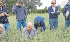  ??  ?? En su salsa. Los especialis­tas argentinos disfrutan, en la cuna del trigo.