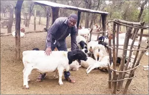  ??  ?? Mr Manhondo poses for a photo holding one of his dorper rams