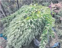  ??  ?? Cannabis plants seized by Tweed Heads Police last Thursday.