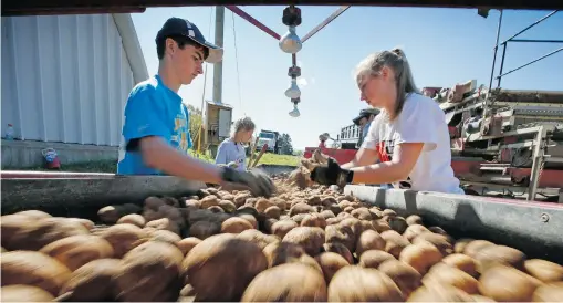  ?? ROBERT F. BUKATY/ THE ASSOCIATED PRESS ?? High school students Adam Paterson, 15, front left, and Jordi Legasse, 17 pull rocks and unwanted materials from a conveyor belt moving potatoes into a storage facility in Mapleton, Maine. The potato harvest break tradition in which students leave...