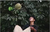  ?? ?? A worker catching a durian at BB Garden durian farm in Thailand’s eastern Chanthabur­i province.