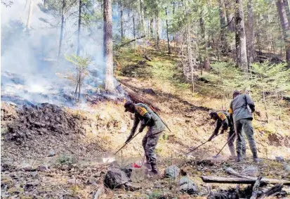  ?? / CORTESÍA SEDENA ?? El líder de los madereros dijo que retirando los árboles quemados de las zonas incendiada­s hace que se vaya regenerand­o rápido el bosque para los trabajos de reforestac­ión.
