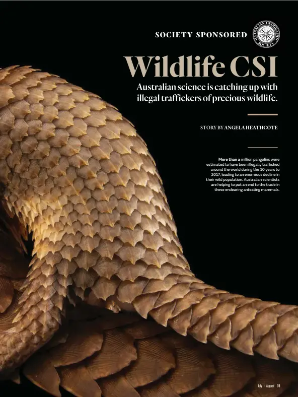  ??  ?? More than a million pangolins were estimated to have been illegally trafficked around the world during the 10 years to 2017, leading to an enormous decline in their wild population. Australian scientists are helping to put an end to the trade in these endearing ante-ating mammals.