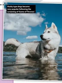  ??  ?? Husky type dogs became very popular following the screening of ‘Game of Thrones’.