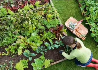  ??  ?? REWARDING TASK Harvesting your organic vegetable crop will be a rewarding experience that may encourage you to extend your organic efforts to ornamental plants.