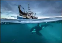 ?? SUBMITTED PHOTOS ?? Strict management of the herring fishery in Norway has saved it from complete collapse. The herring numbers are now so numerous, they have drawn in huge numbers of humpback whales and are thought to sustain perhaps the largest gatherings of orca...