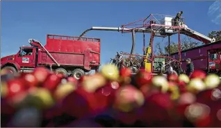  ?? DANIEL ACKER / BLOOMBERG ?? Wisconsin accounts for more than half the domestic harvest of cranberrie­s, which are native to North America. Growers say this year they are producing a lot more than they are selling.