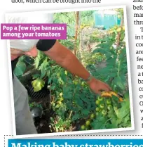  ??  ?? Pop a few ripe bananas among your tomatoes