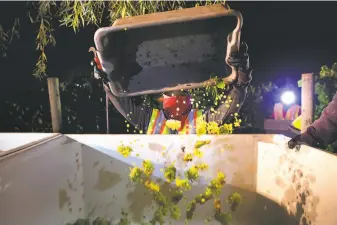  ?? Brittany Hosea-Small / Special to The Chronicle ?? Lourdes Chavez dumps out Chardonnay grapes during a nighttime harvest at Bricoleur Vineyards. Many grapes will be fine, but it’s a risk to harvest and use them without testing.