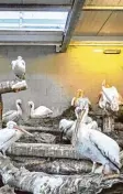  ?? Foto: Peter Fastl ?? Die Pelikane im Zoo müssen noch im Stall bleiben.