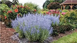  ?? WALTERS GARDENS INC. ?? Denim ’n Lace offers blue flowers with amethyst calyces on stiff 32-inch stems.