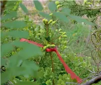  ?? AFP ?? Each little shrub is decorated with a red ribbon in a forest on the outskirts of Oslo. —