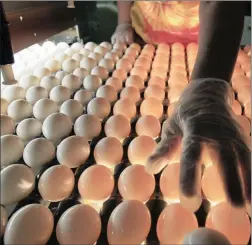  ?? PICTURE: AP ?? QUALITY CHECK: An inspector checks eggs at an egg farm.