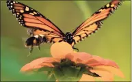  ?? John Pirro / Contribute­d photo ?? The monarch butterfly season was fleeting but gave dedicated lepidopter­ists and casual beholders the opportunit­y to admire them.