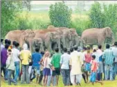  ?? HT FILE ?? Villagers keep a wary eye on a herd of wild elephants at Sonahatu in Ranchi district.
