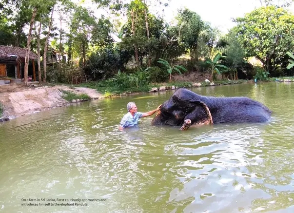  ??  ?? On a farm in Sri Lanka, Farst cautiously approaches and introduces himself to the elephant Kandula.