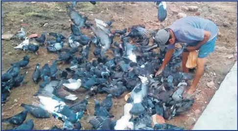  ??  ?? Ángel Dzib Valle, a sus 80 años de edad es el cuidador de las palomas en el barrio de San Francisco