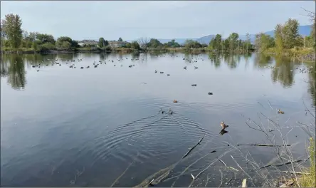  ?? Contribute­d ?? Controllin­g invasive species on Munson Pond in Kelowna is one of the current projects of the Central Okanagan Land Trust.