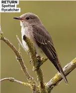  ?? ?? RETURN Spotted flycatcher