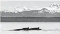  ?? National Park Service via Associated Press ?? Humpback whales near Point Carolus at the mouth of Glacier Bay, Alaska.