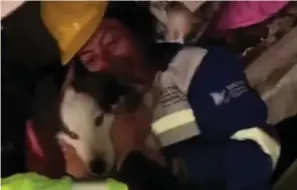  ?? ?? Survivor: Footage of the Siberian husky being freed by his rescuers